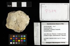 Foto (Objekt + Etiketten) von Goniodromites sp. 